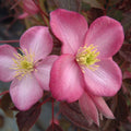 Buy Clematis montana 'Vera' online UK