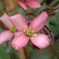 Buy Clematis montana 'Warwickshire Rose' online UK