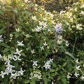 Buy Clematis montana 'Wilsonii' online UK