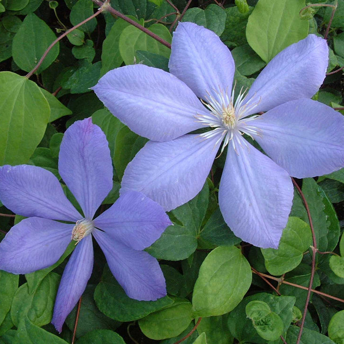 Buy Clematis 'Mrs Cholmondeley' online UK