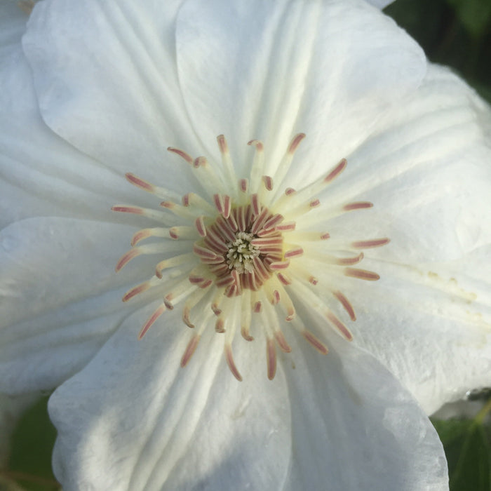 Buy Clematis 'Mrs George Jackman' online UK