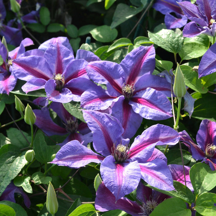 Clematis 'Mrs Norman Thompson' flowering with purple and red petals