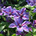 Clematis 'Mrs Norman Thompson' flowering with purple and red petals