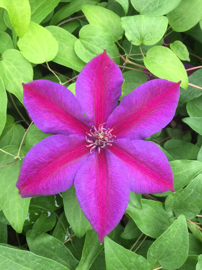Clematis 'Mrs Norman Thompson'