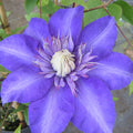 Buy Clematis 'Multi-Blue' online UK