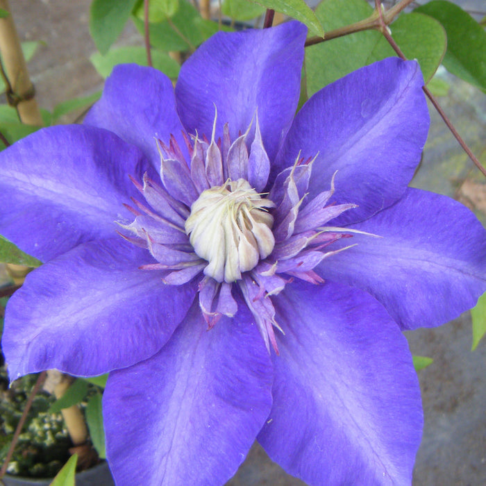 Buy Clematis 'Multi-Blue' online UK
