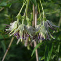Buy Clematis napaulensis (Nepal Clematis) online UK