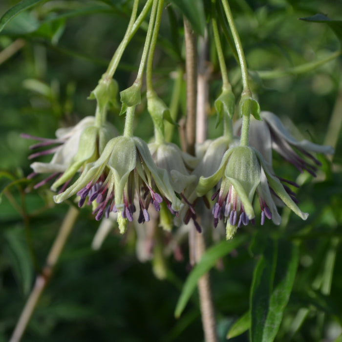 Buy Clematis napaulensis (Nepal Clematis) online UK