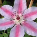 Buy Clematis 'Nelly Moser' online UK