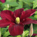 Buy Clematis 'Niobe' online UK