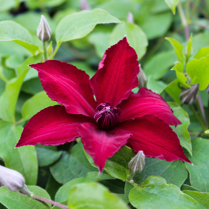 Buy Clematis 'Nubia' (Evipo079) online UK
