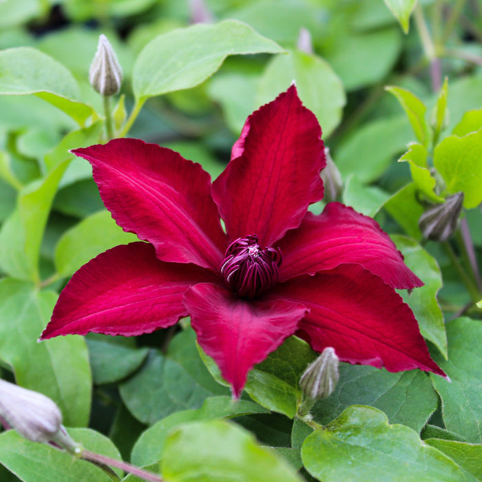 Buy Clematis 'Nubia' Raymond Evison (Evipo079) online UK