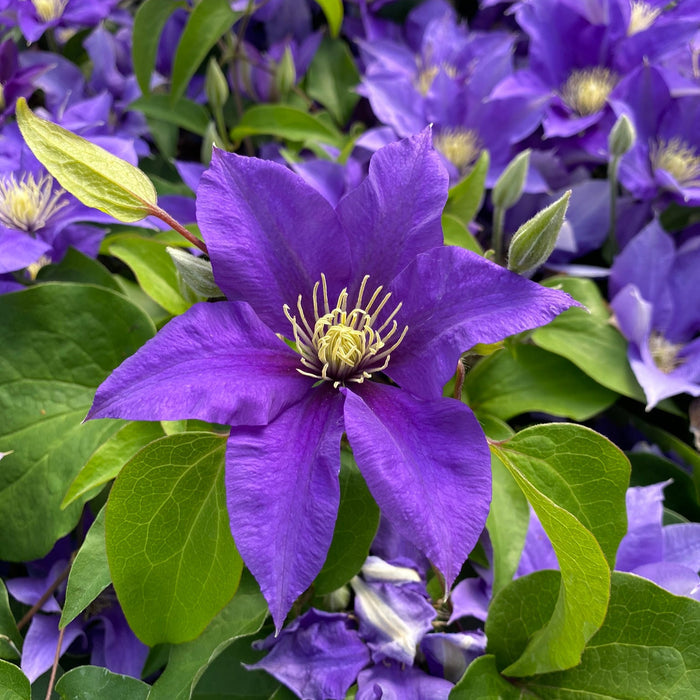 Buy Clematis 'Olympia' (Evipo099) online UK