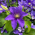 Buy Clematis 'Olympia' Raymond Evison (Evipo099) online UK