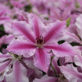 Buy Clematis 'Ooh La La' (Evipo041) online UK