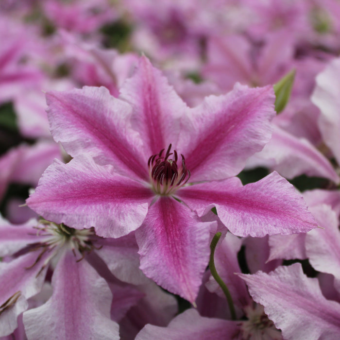 Buy Clematis 'Ooh La La' (Evipo041) online UK