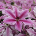 Buy Clematis 'Ooh Lala' Raymond Evison (Evipo041) online UK
