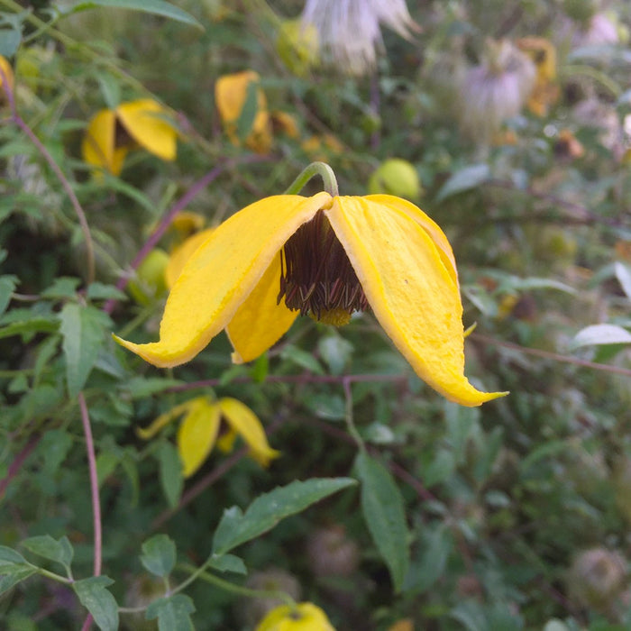 Buy Clematis orientalis 'Bill MacKenzie' online UK