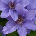 Clematis Parisienne flowering with light purple petals