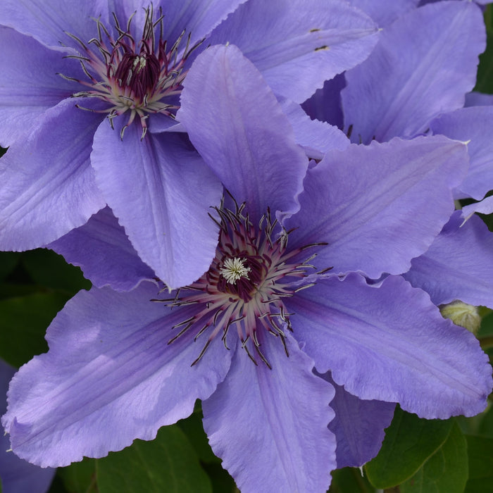 Buy Clematis 'Parisienne' Raymond Evison (Evipo019) online UK