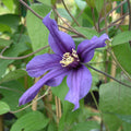Buy Clematis 'Petit Faucon' online UK