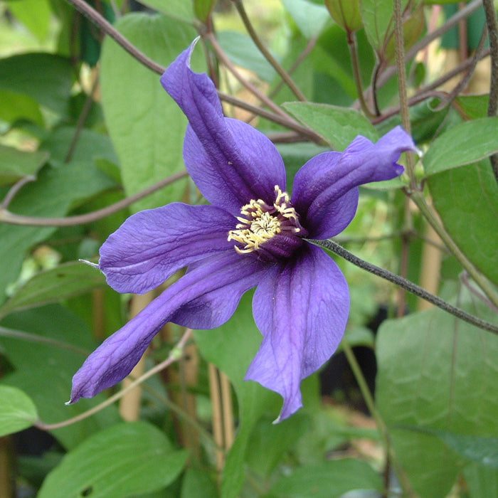 Buy Clematis 'Petit Faucon' online UK
