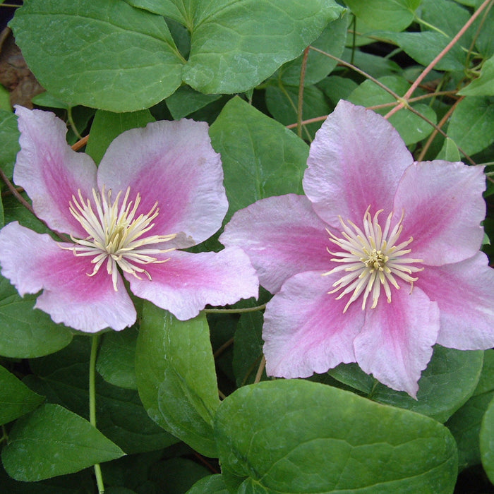 Buy Clematis 'Piilu' online UK