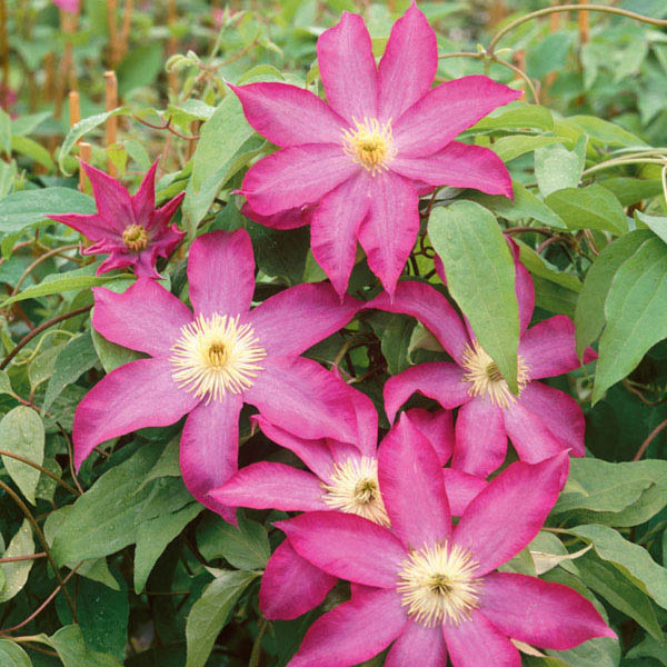Buy Clematis 'Pink Champagne' online UK