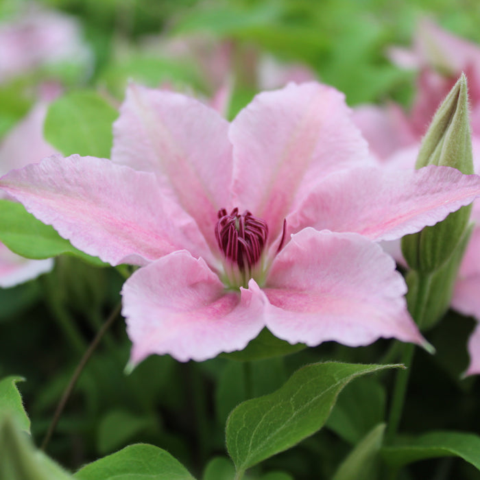 Buy Clematis 'Pink Fantasy' online UK