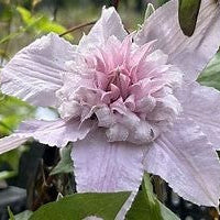 Clematis 'Pink Pom-Pom' flowering with white pink petals