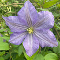 Buy Clematis 'Prince Charles' online UK