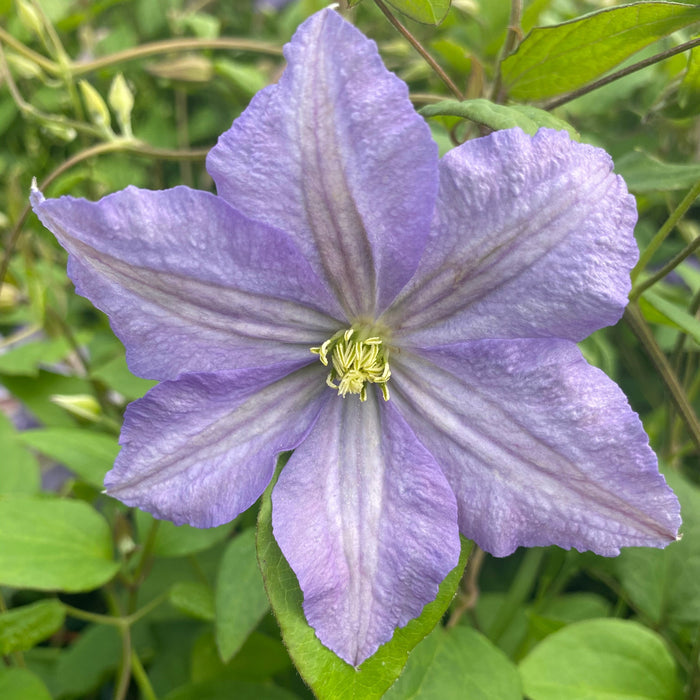 Buy Clematis 'Prince Charles' online UK