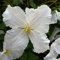Buy Clematis 'Prince George' online UK