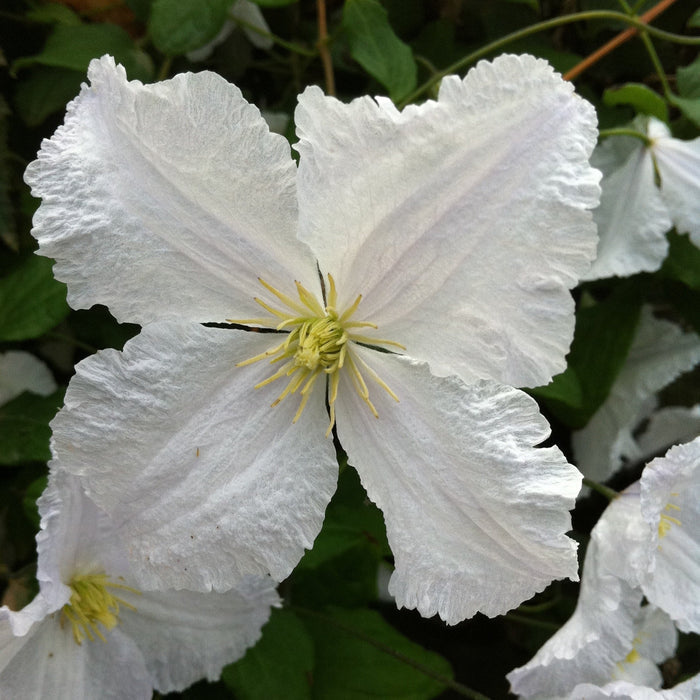 Buy Clematis 'Prince George' online UK