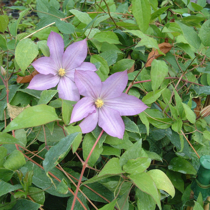 Clematis 'Proteus' flowering with pink lilac petals