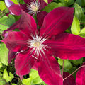 Buy Clematis 'Rebecca' (Evipo016) online UK