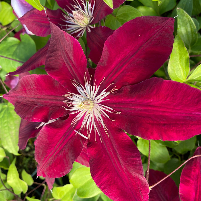 Buy Clematis 'Rebecca' (Evipo016) online UK
