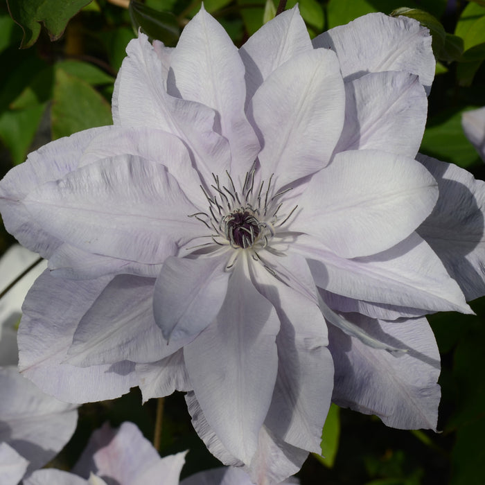 Clematis 'Reflections' (Evipo035) flowering with white petals