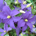 Buy Clematis 'Rhapsody' online UK