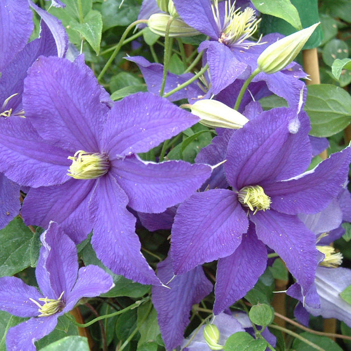 Buy Clematis 'Rhapsody' online UK