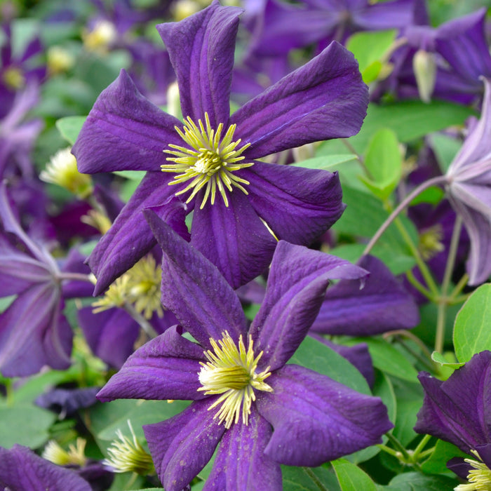 Buy Clematis 'Romantika' online UK