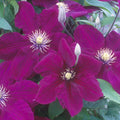 Buy Clematis 'Rosemoor' (Evipo002) online UK