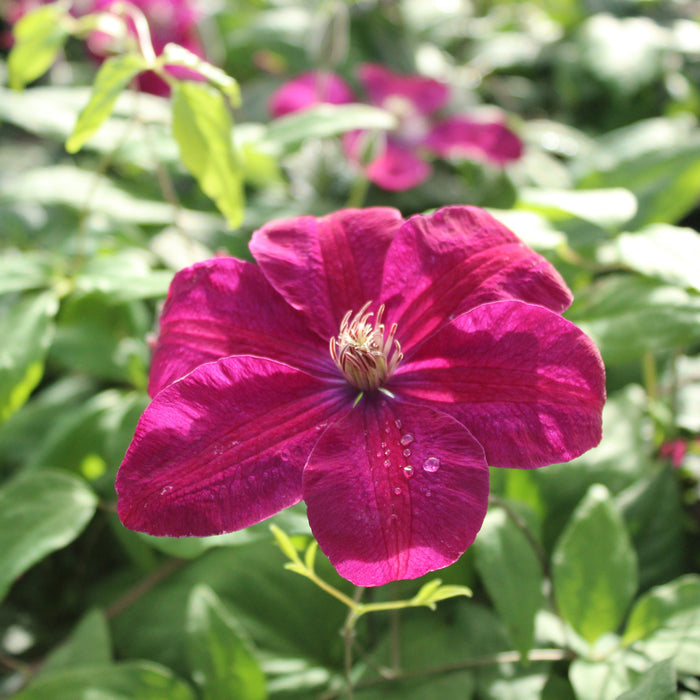 Buy Clematis 'Rouge Cardinal' online UK