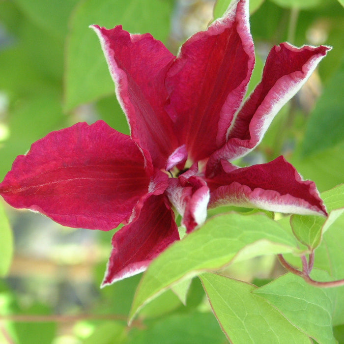 Buy Clematis 'Ruby Wedding' online UK