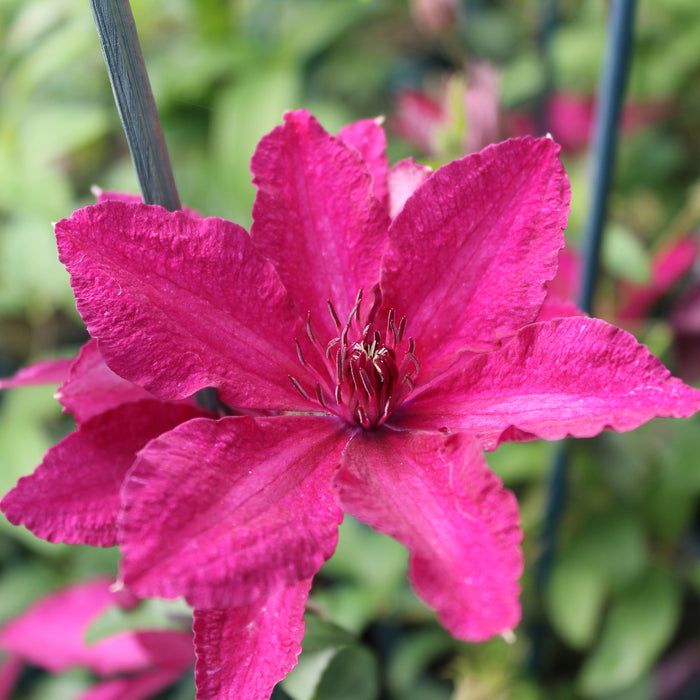 Buy Clematis 'Ruutel' online UK