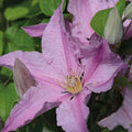 Buy Clematis 'Sally' (Evipo077) online UK