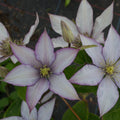 Buy Clematis 'Samaritan Jo' (Evipo075) online UK
