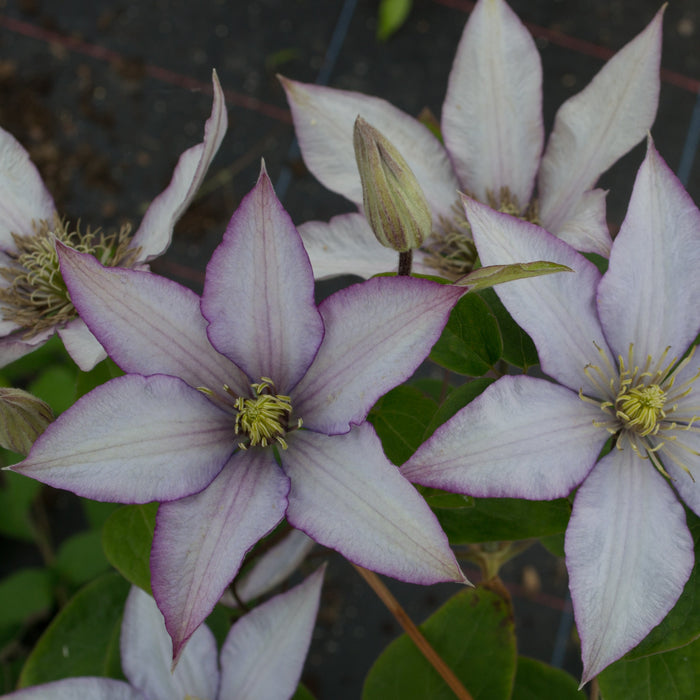 Buy Clematis 'Samaritan Jo' (Evipo075) online UK