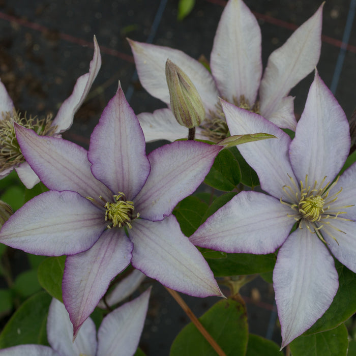 Buy Clematis 'Samaritan Jo' Raymond Evison (Evipo075) online UK