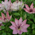 Buy Clematis 'Sarah Elizabeth' (Evipo098) online UK